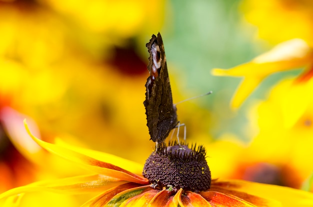 Una mariposa en un susans de ojos negros