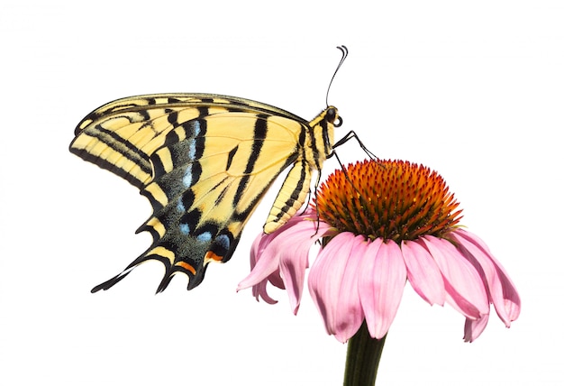 Mariposa de Swallowtail aislada en Coneflower