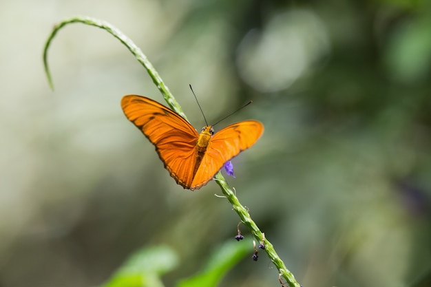 Mariposa en tallo verde