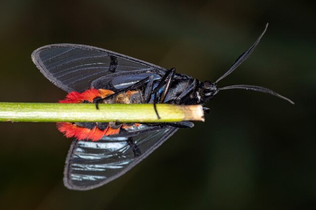 Mariposa-tigre adulta do gênero dinia