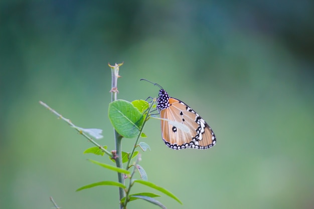 Mariposa tigre llano descansando sobre la rama de la planta