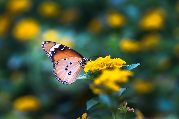 Mariposa tigre llano o también conocida como mariposa Danaus chrysippus descansando sobre la planta de flores