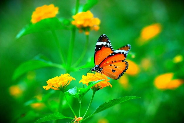 La mariposa tigre llano en la planta de flores