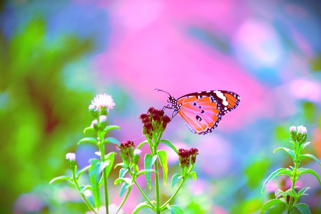 La mariposa tigre llano en la planta de flores
