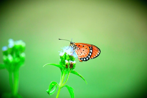 La mariposa del tigre llano que descansa sobre la planta de la flor