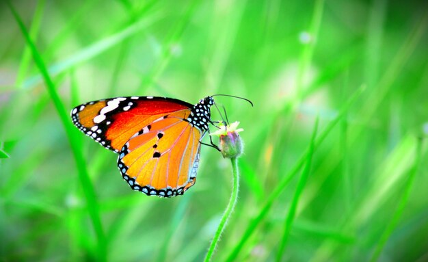 La mariposa del tigre llano que descansa sobre la planta de la flor