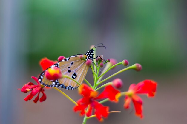 La mariposa del tigre llano