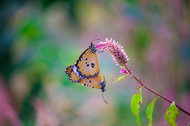 La mariposa del tigre llano