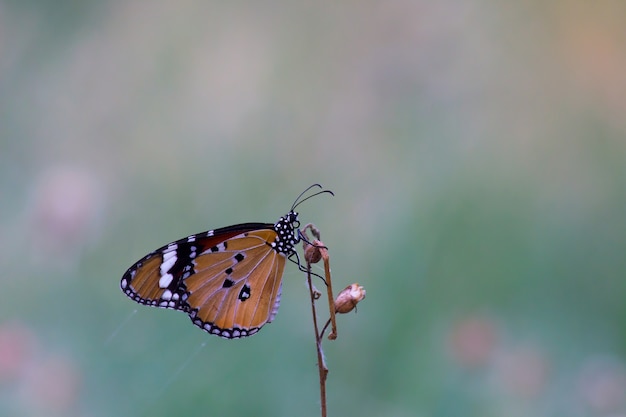 La mariposa del tigre llano