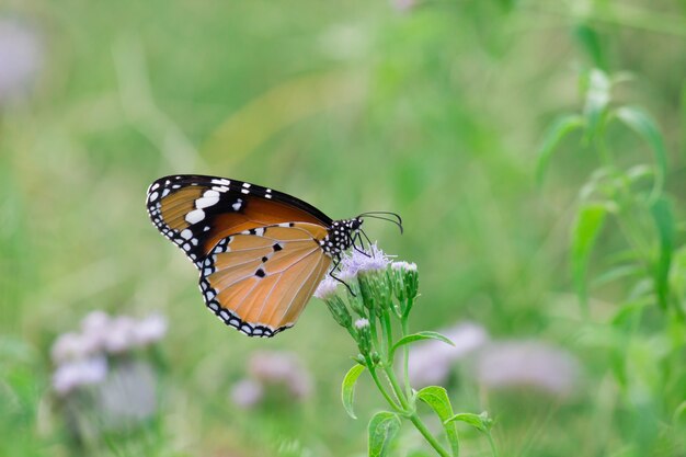 La mariposa del tigre llano