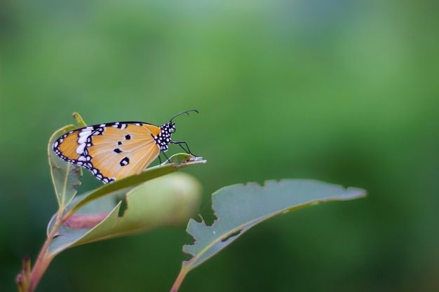 La mariposa del tigre llano