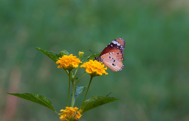 La mariposa del tigre llano