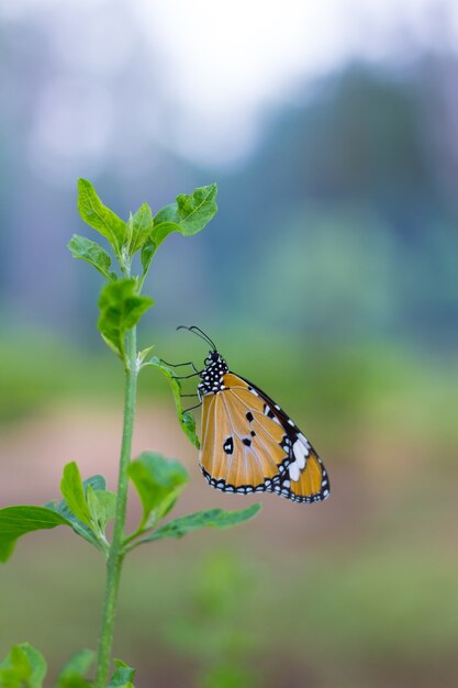 La mariposa del tigre llano