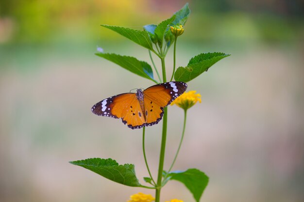 La mariposa del tigre llanura