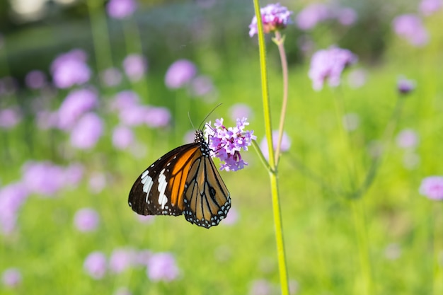 Mariposa tigre macho común