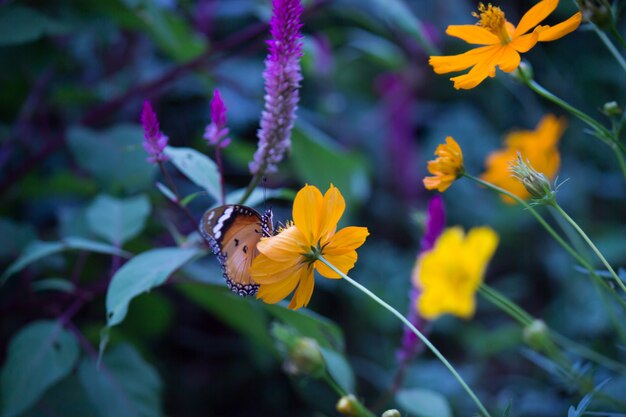 La mariposa tigre de Palin en la flor