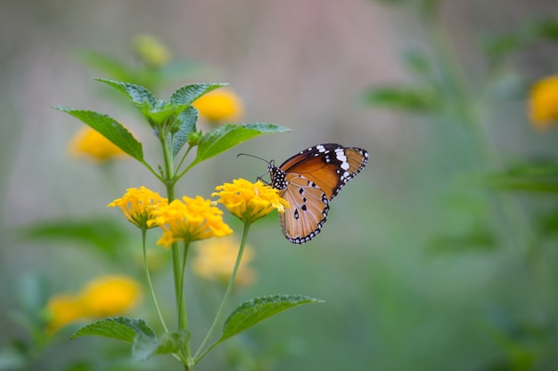 Mariposa tigre en la planta de flores