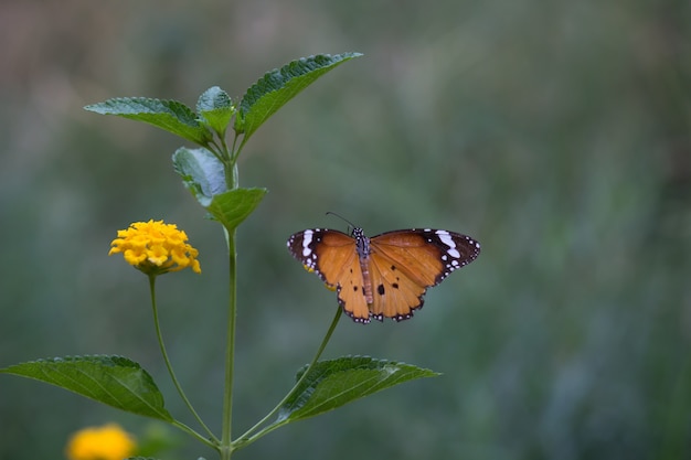 Mariposa tigre en la planta de flores