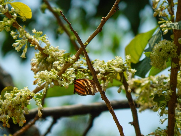 Mariposa tigre en ramas