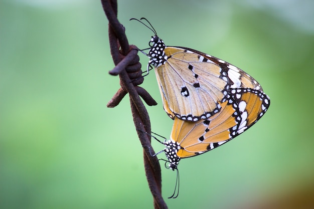 La mariposa tigre simple