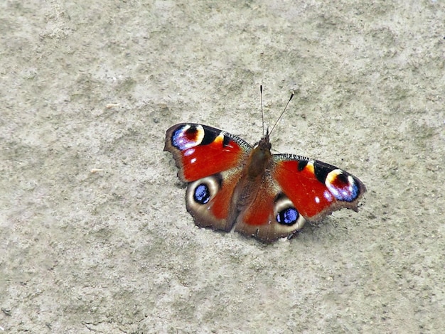 Mariposa tirada en el suelo con alas coloridas con puntos