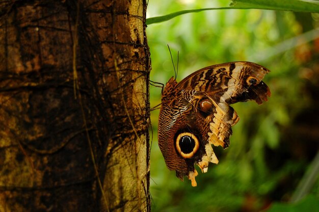 Mariposa en el tronco de un árbol en los jardines botánicos