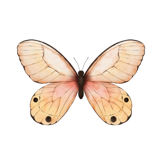 Mariposa tropical acuarela aislada en blanco