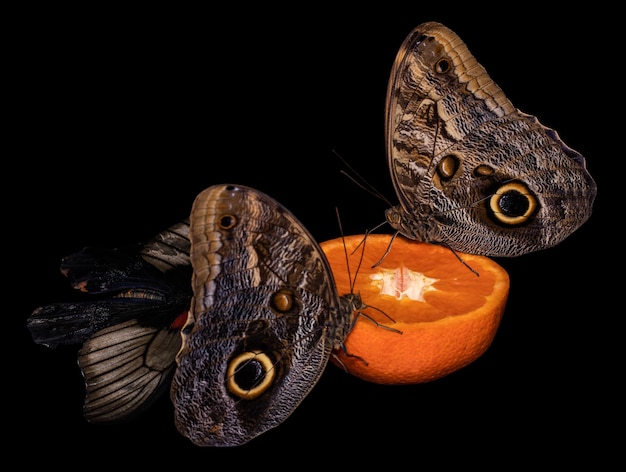 Mariposa tropical comiendo posado sobre una rodaja de naranja.