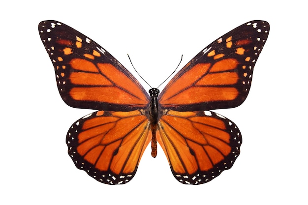 Mariposa tropical Danaus plexippus. aislado sobre fondo blanco