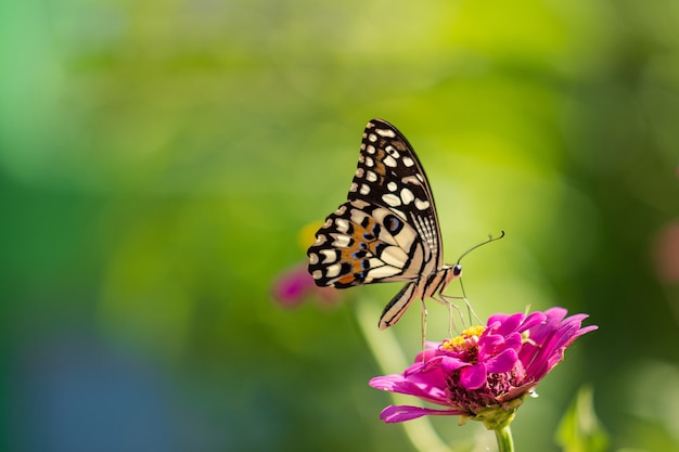 Mariposa tropical en flor, tomas macro, jardín de mariposas