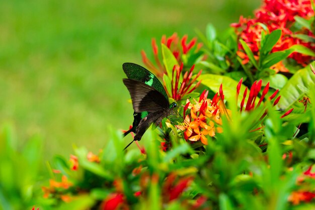 Mariposa tropical Papilio maackii poliniza flores