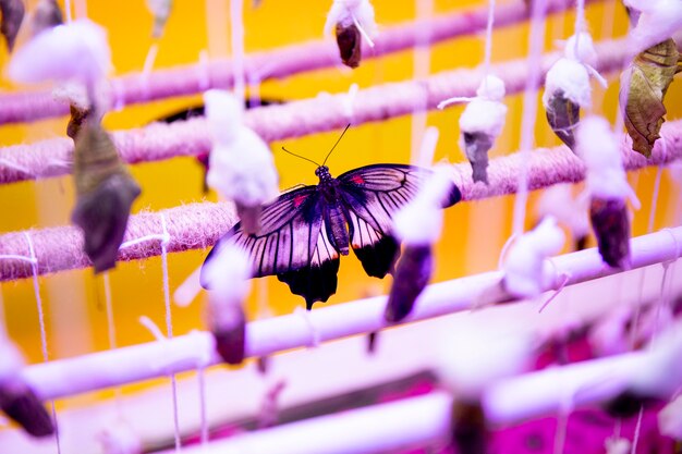 Foto mariposa tropical recién nacido sentado en un invernadero con otros capullos