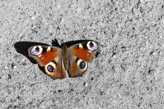 La mariposa tropical se sienta en un muro de cemento