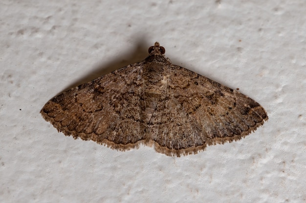 Mariposa underwing da Família Erebidae na parede