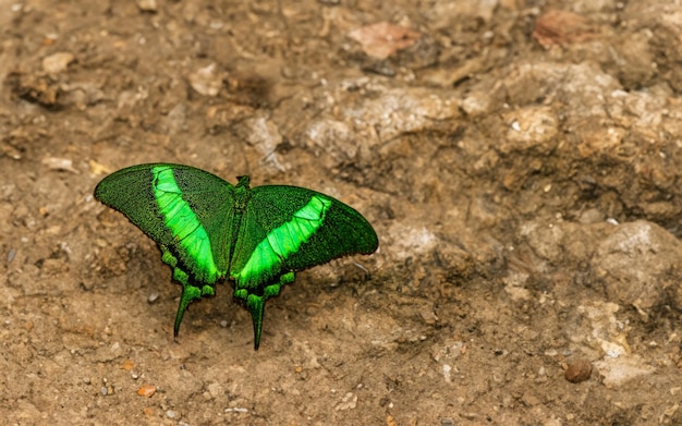 Mariposa verde con fondo verde