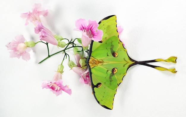 Mariposa verde de una forma inusual Mariposa cometa Saturnia Argema mimosae en flores rosadas en blancas