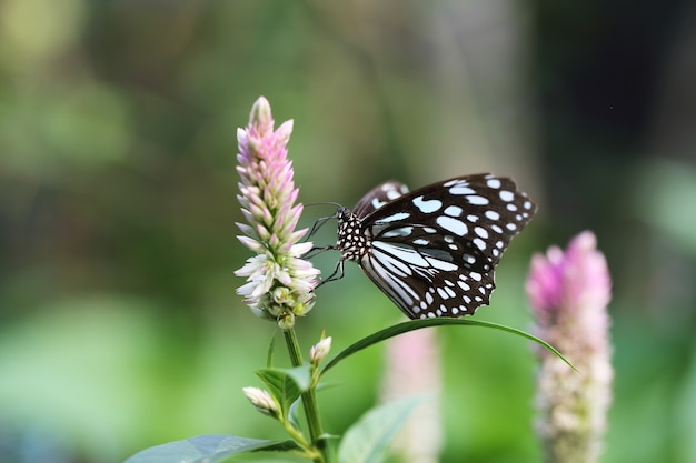 Mariposa vuela en la naturaleza de la mañana