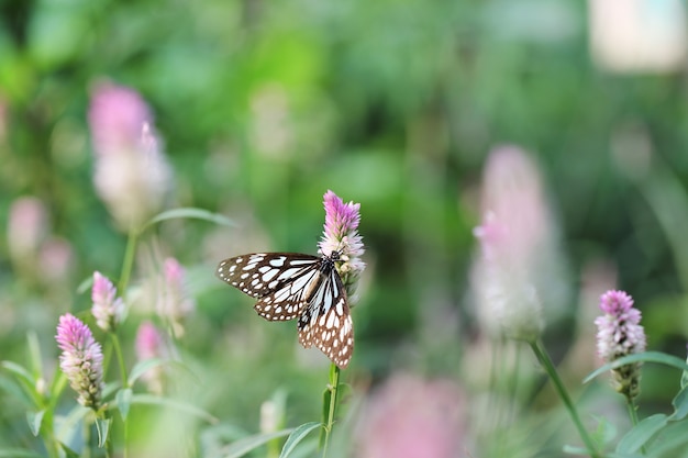 Mariposa vuela en la naturaleza de la mañana