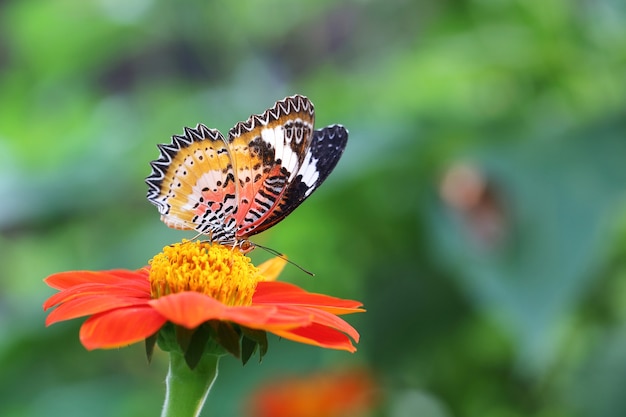 Mariposa vuela en la naturaleza de la mañana