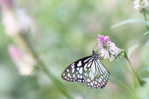 Mariposa vuela en la naturaleza de la mañana