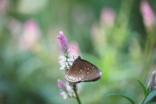 Mariposa vuela en la naturaleza de la mañana