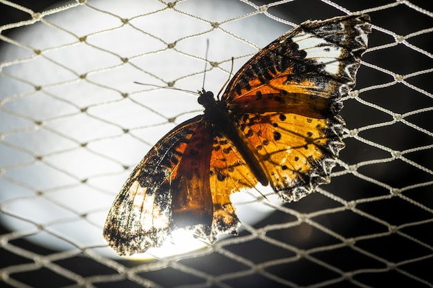 Foto mariposa vuela en la red