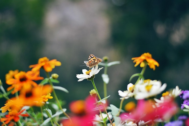 Una mariposa vuela sobre un campo de flores.