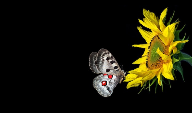 Una mariposa vuela sobre un girasol con un punto rojo.