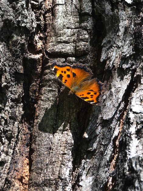 La mariposa Wren marrón (en latín: Aglais urticae, Nymphalis urticae) descansa sobre la corteza de un árbol.