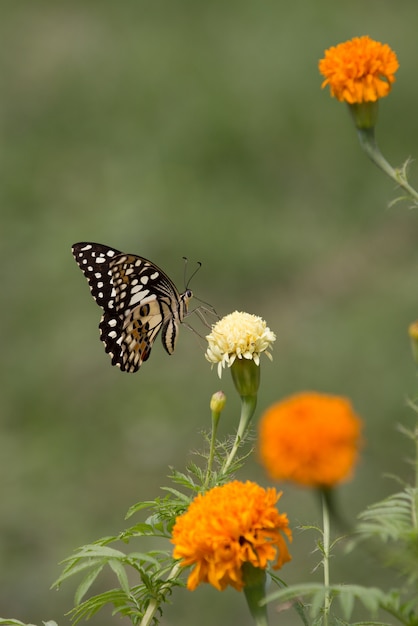 Mariposa