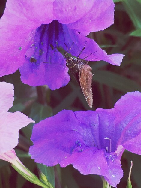 Foto la mariposa