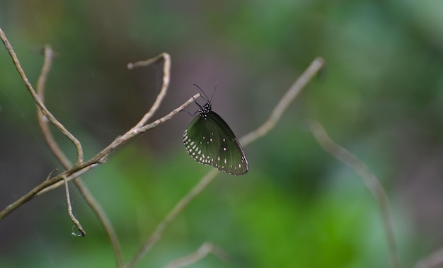 Mariposa