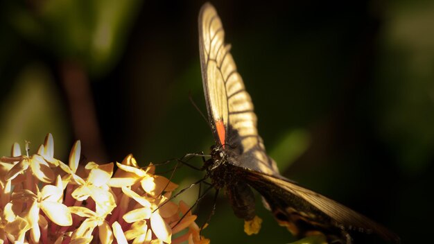 Mariposa