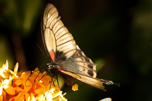 Mariposa